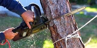How Our Tree Care Process Works  in  New Brockton, AL