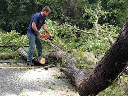 Best Tree and Shrub Care  in New Brockton, AL