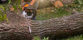 Reliable New Brockton, AL Tree Services Solutions