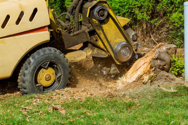 Best Hazardous Tree Removal  in New Brockton, AL