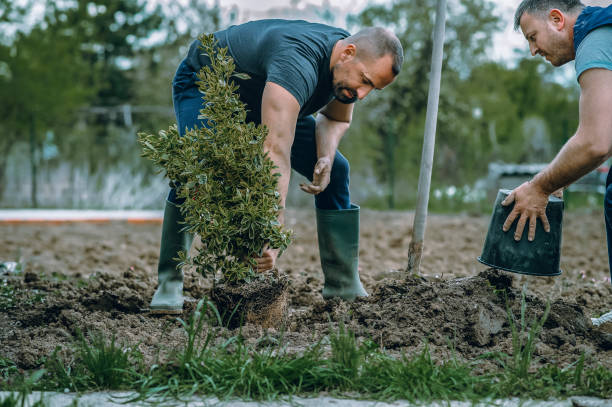 Best Emergency Tree Removal  in New Brockton, AL