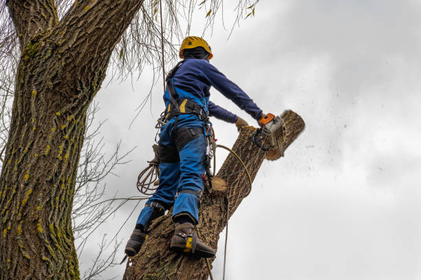 Best Fruit Tree Pruning  in New Brockton, AL
