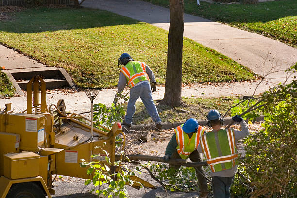 Best Firewood Processing and Delivery  in New Brockton, AL